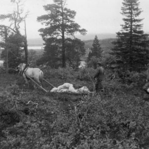 De døde fraktes ned fra fjellet med hest, innpakket i fallskjerm.  FOTO: FORSVARSMUSEET, RUSTKAMMERET SIN SAMLING